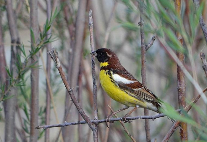 BIRDING IN ULAANBAATAR CITY